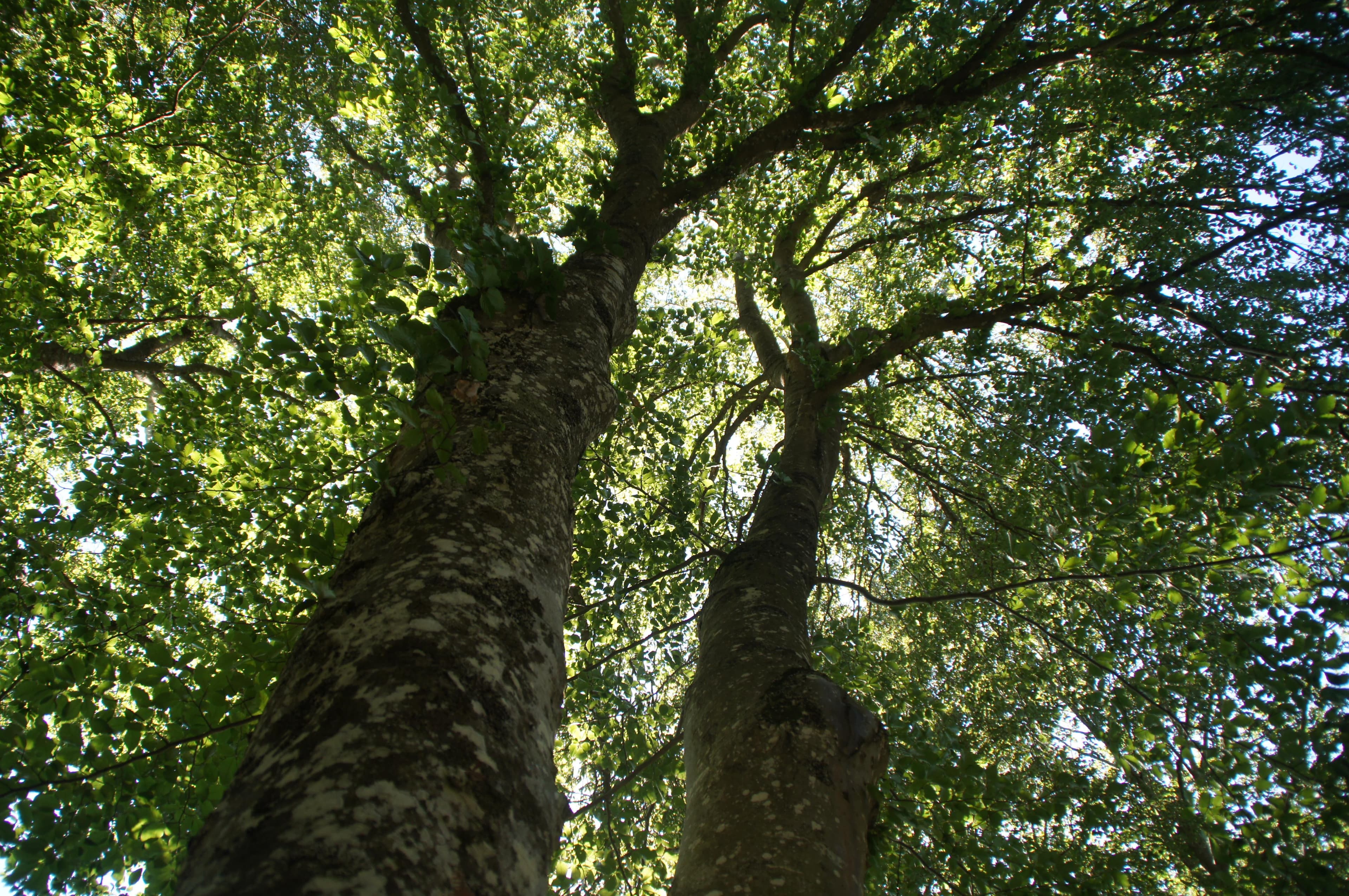 A scenery from Camping Les Murmures du Lignon