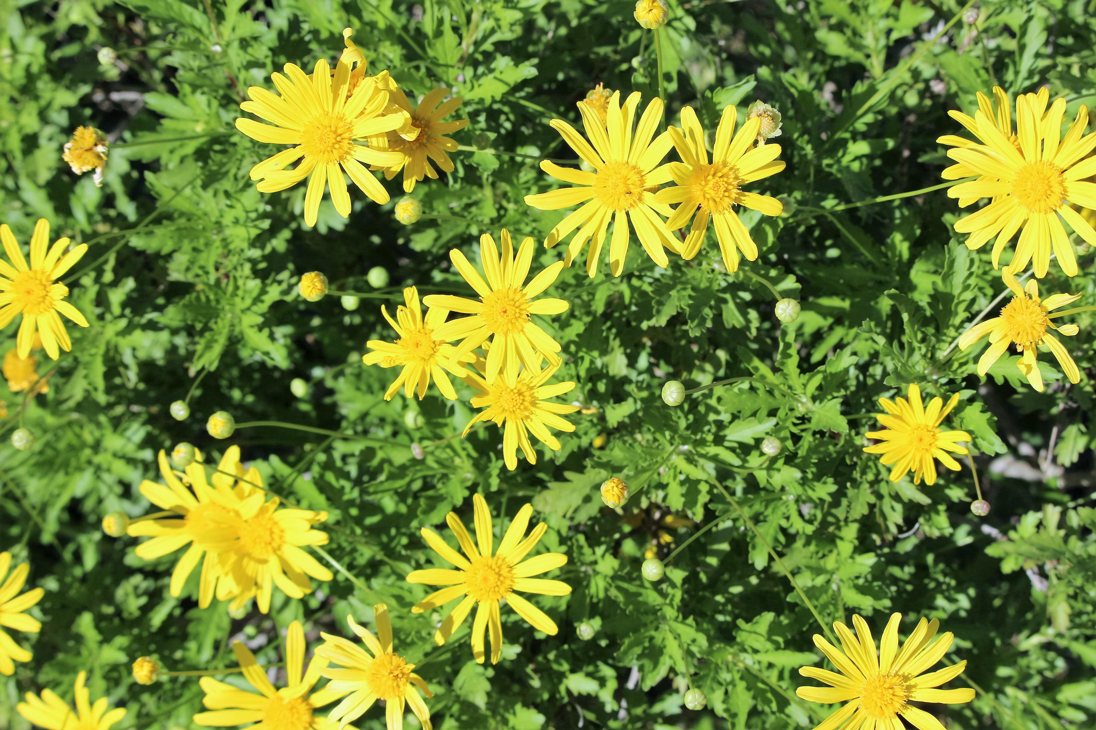 A scenery from Flower Camping le Dolium