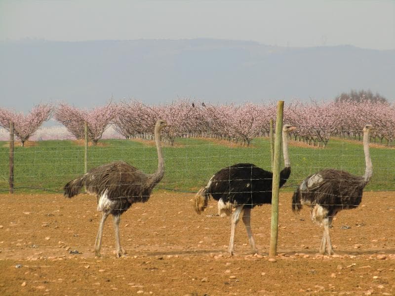 A scenery from La Ferme de l'Autruche Drômoise