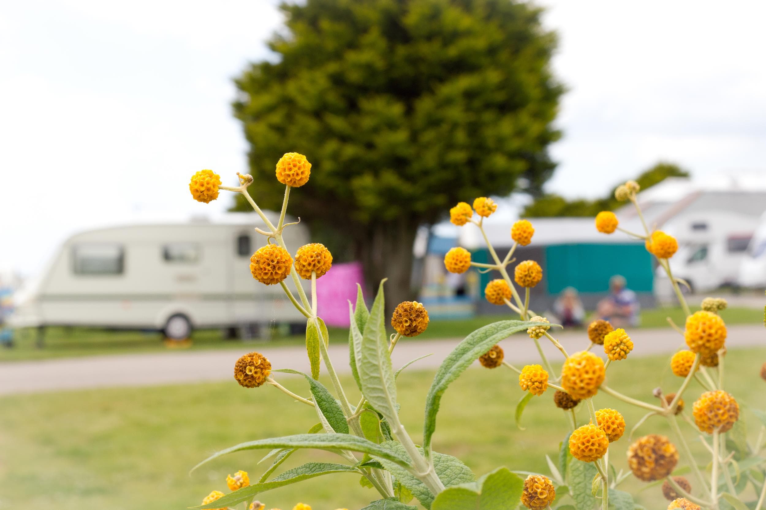 A scenery from Tencreek Holiday Park