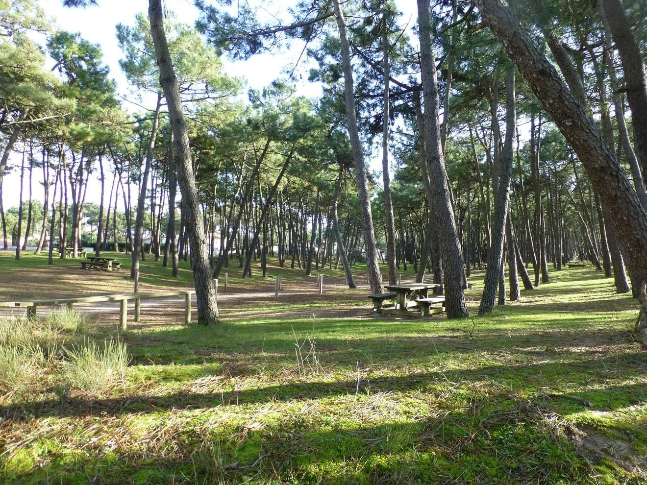 A scenery from Camping La Pinède