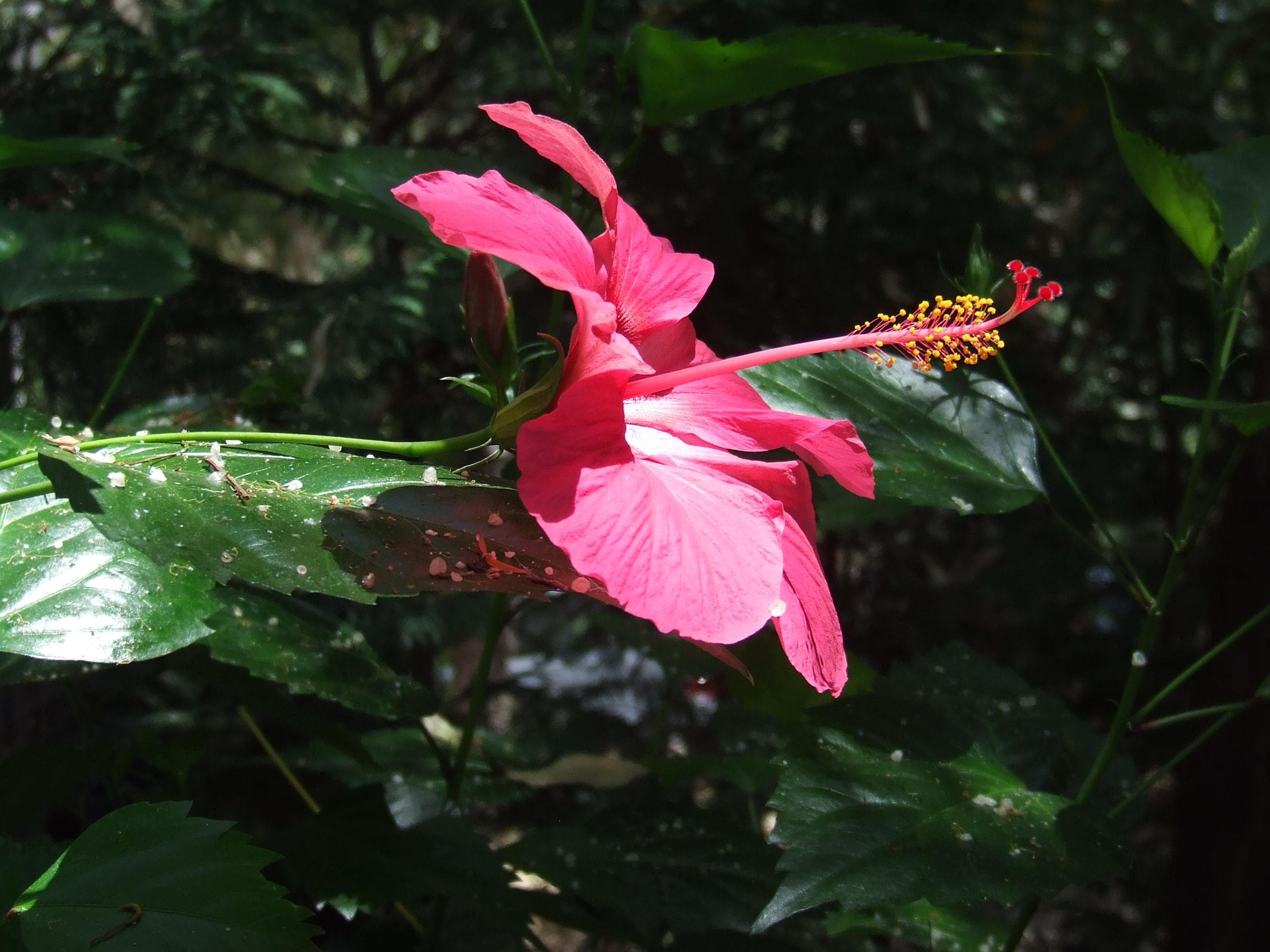 A scenery from Batuca Village & Camping
