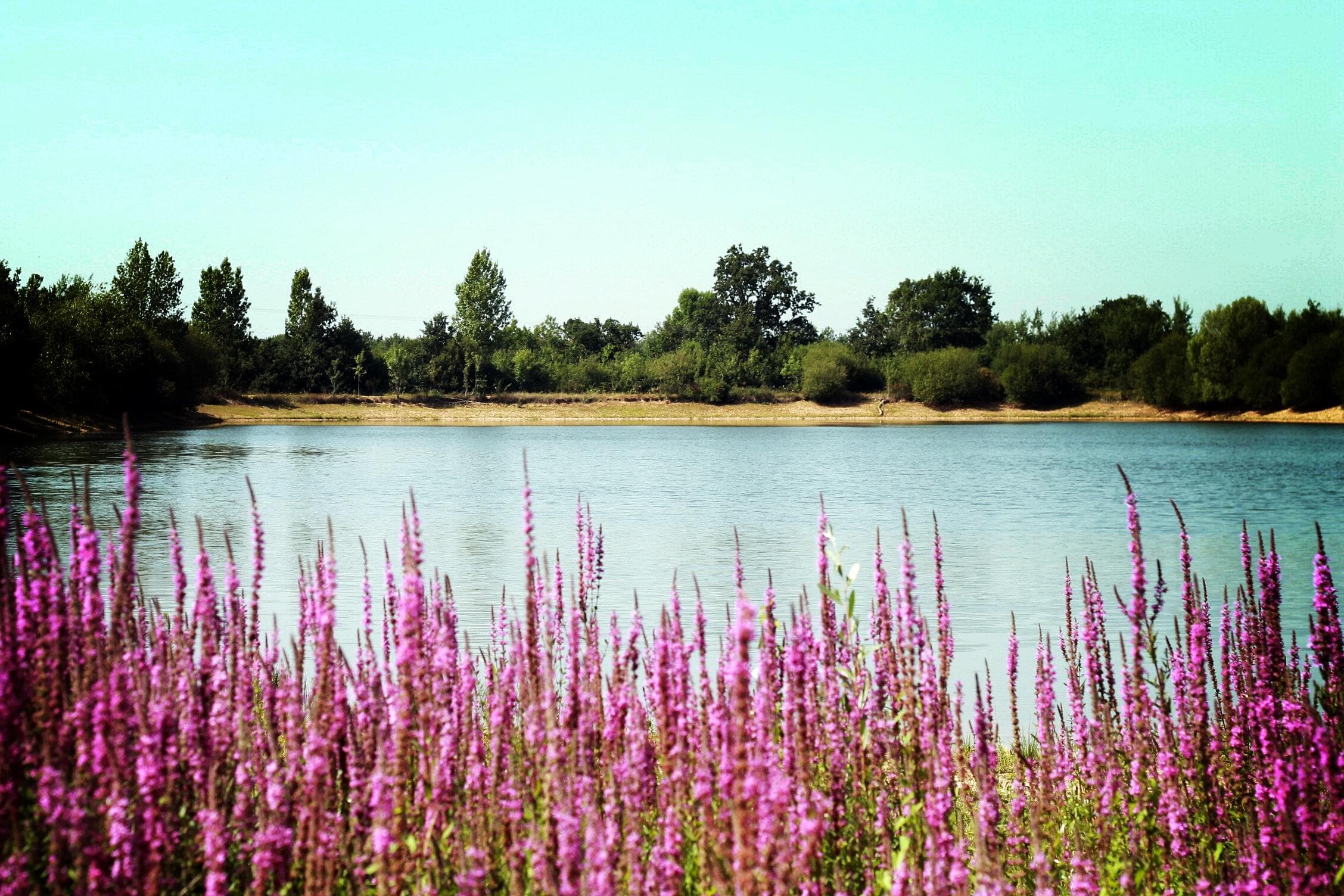 A scenery from Camping Au Pré de l'Etang