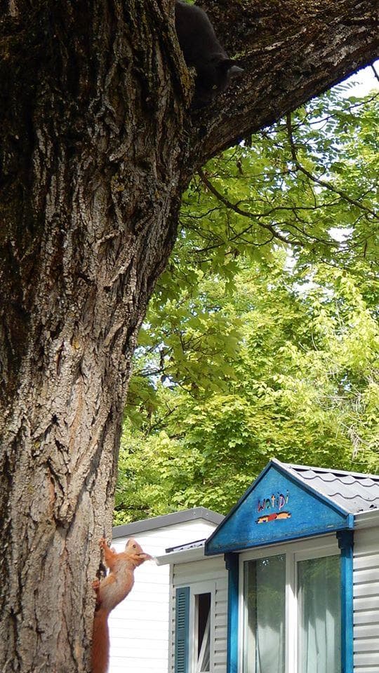 A scenery from Camping le Chêne