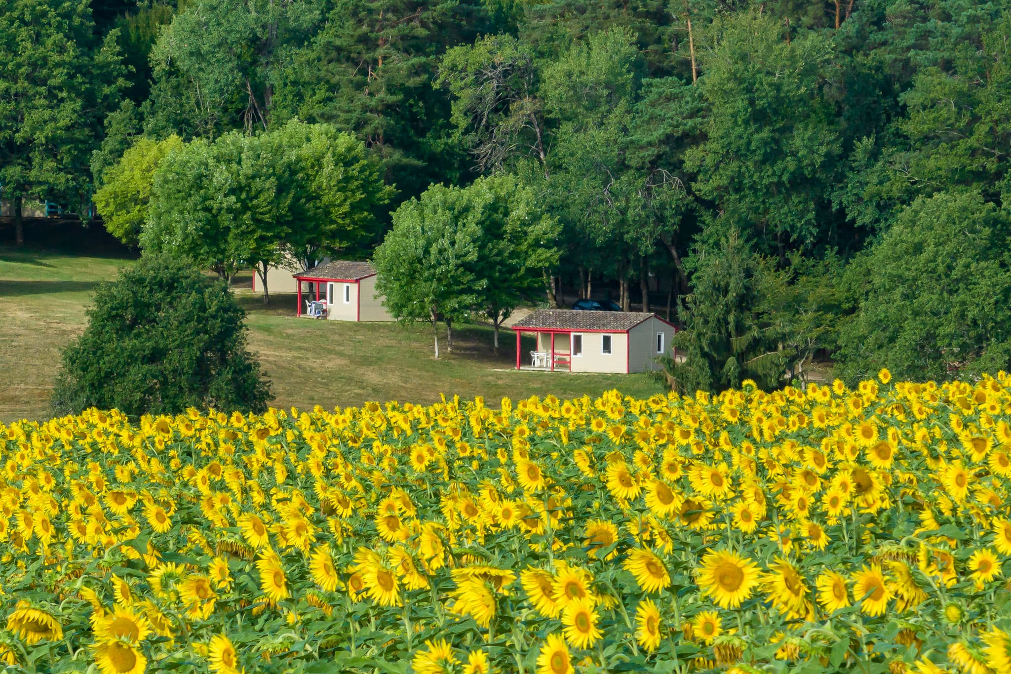 A scenery from La Forêt Enchantée