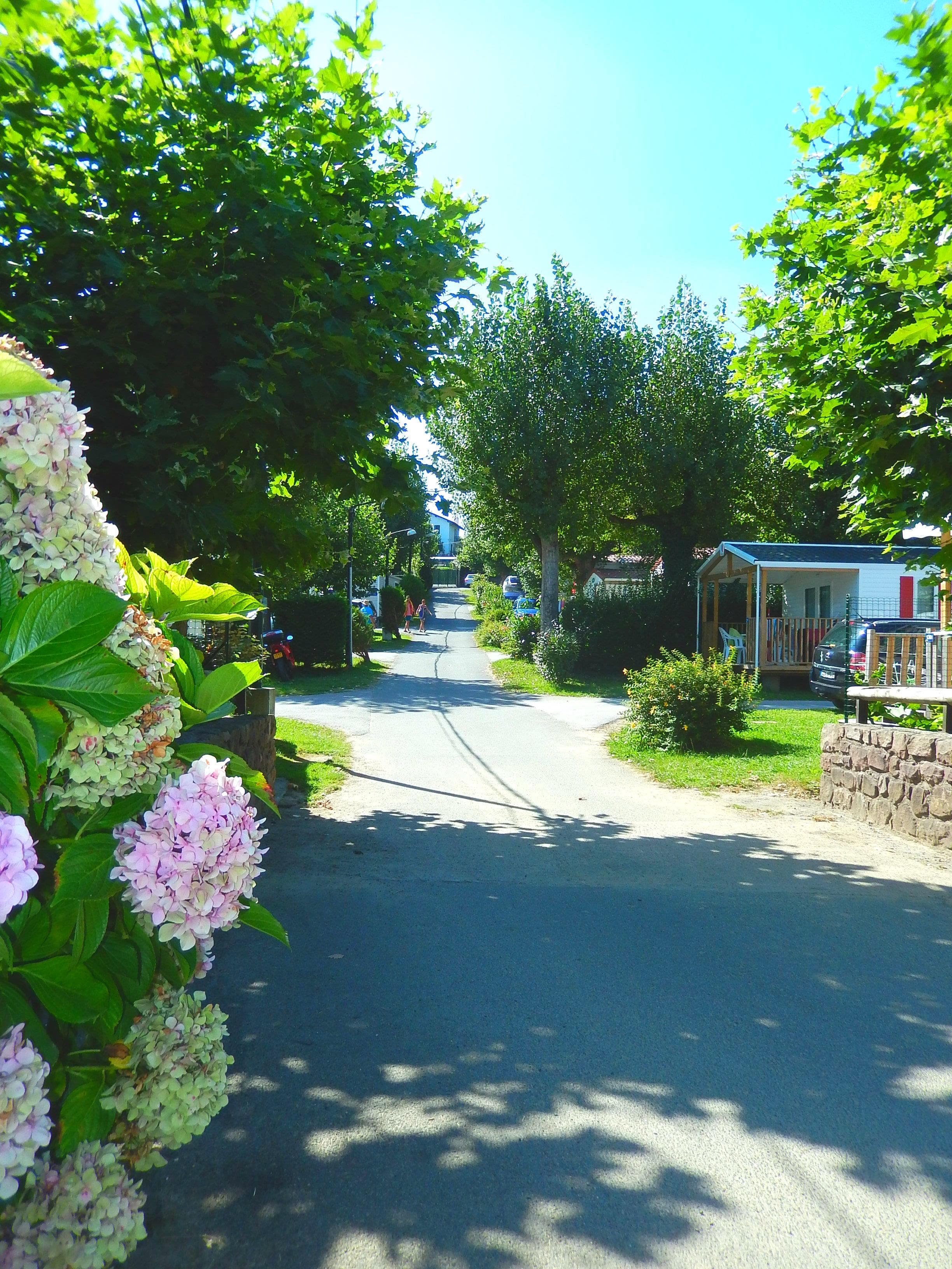 A scenery from Camping Harrobia