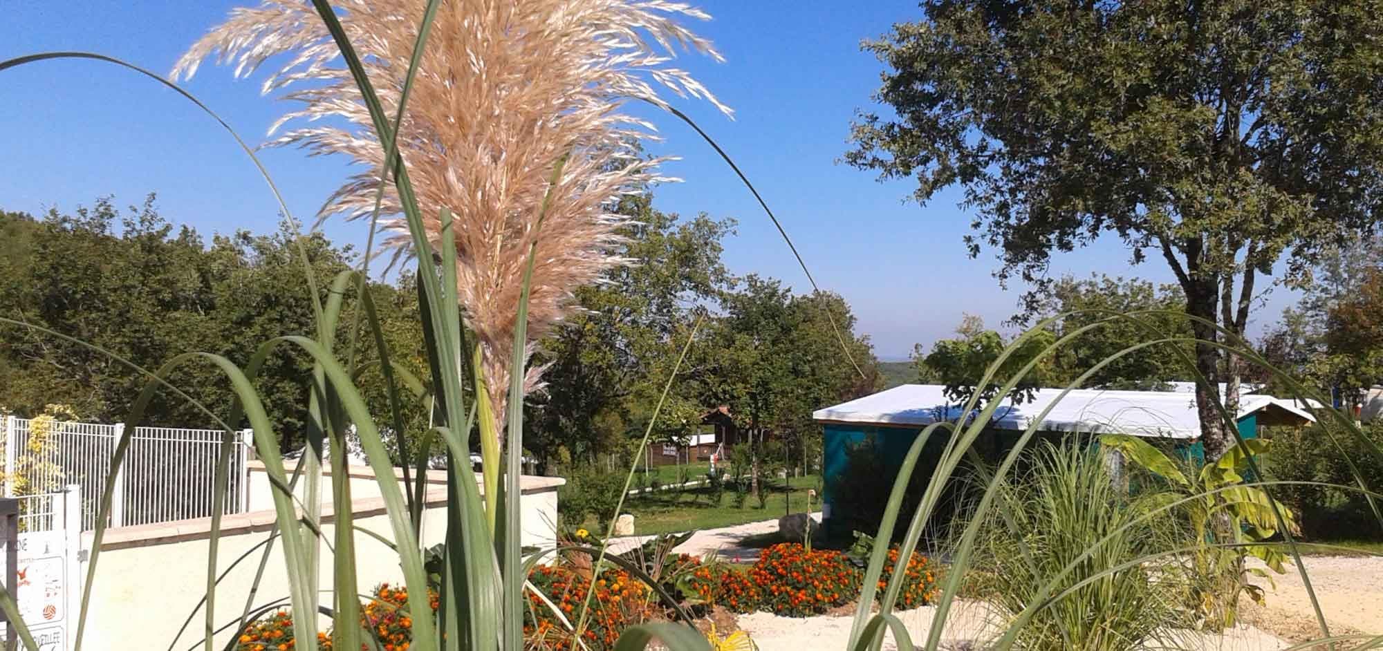 A scenery from Camping Ohana