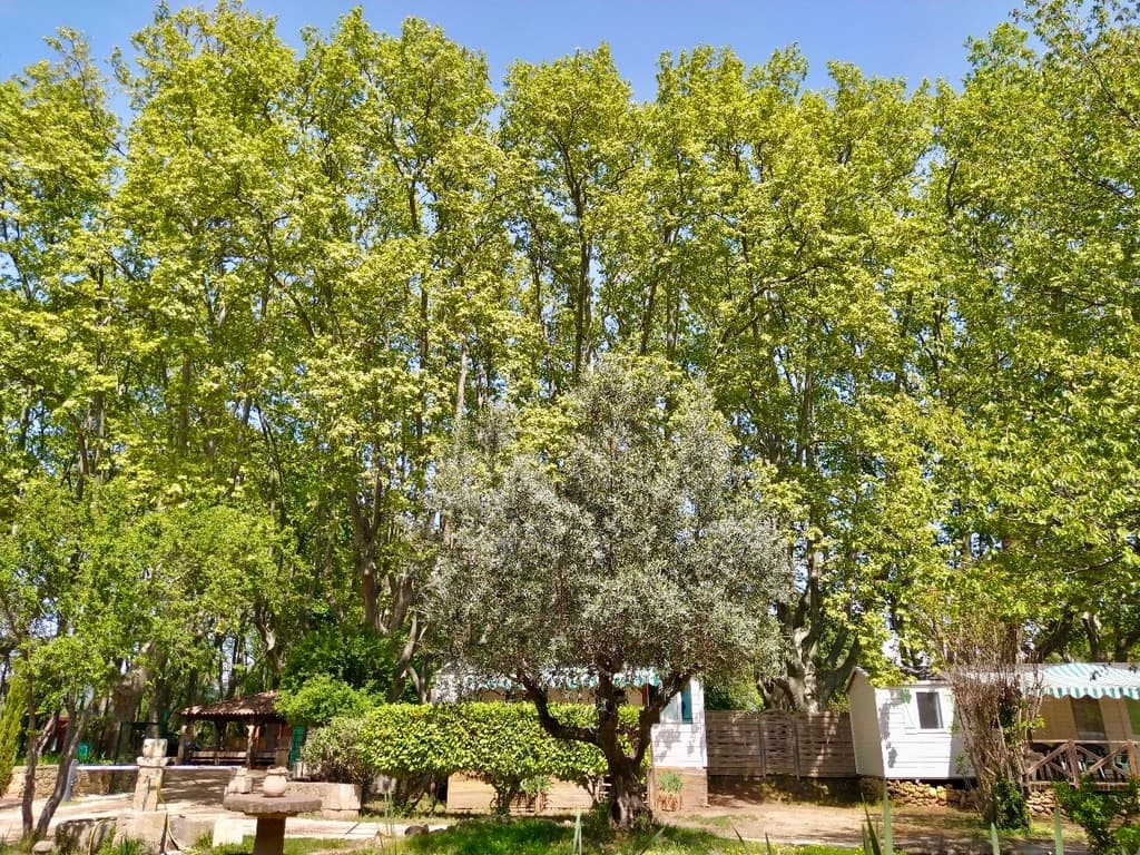 A scenery from Camping Nostradamus