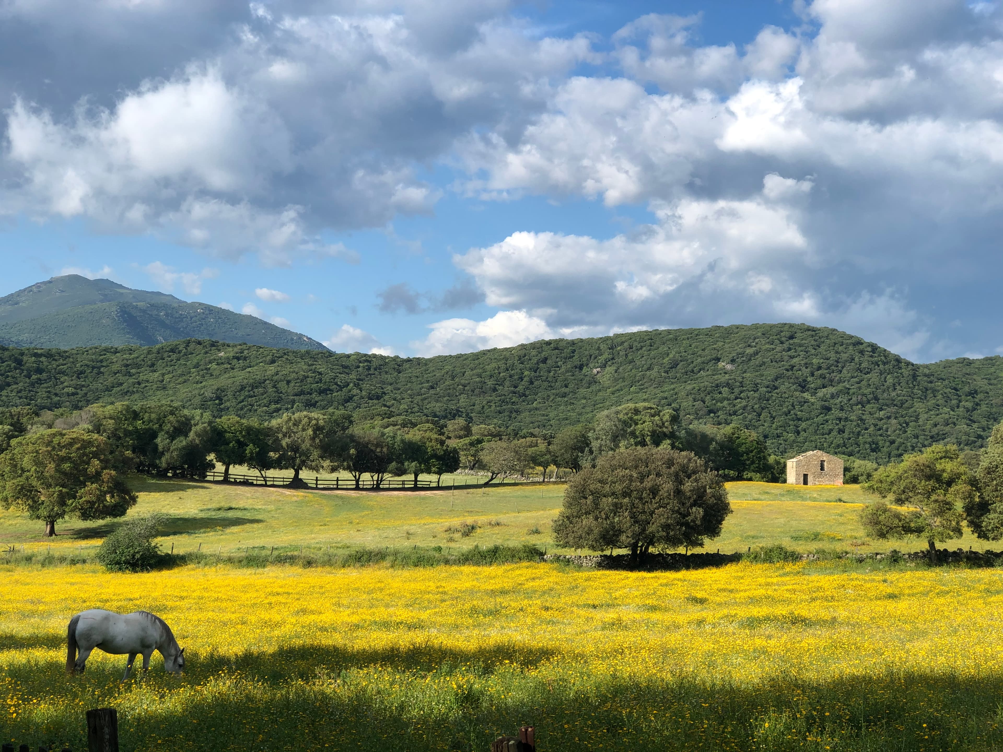 A scenery from Camping OLVA LES EUCALYPTUS