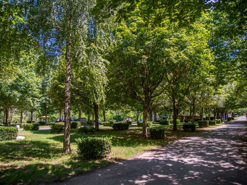 A scenery from Flower Camping Le Pont du Tarn