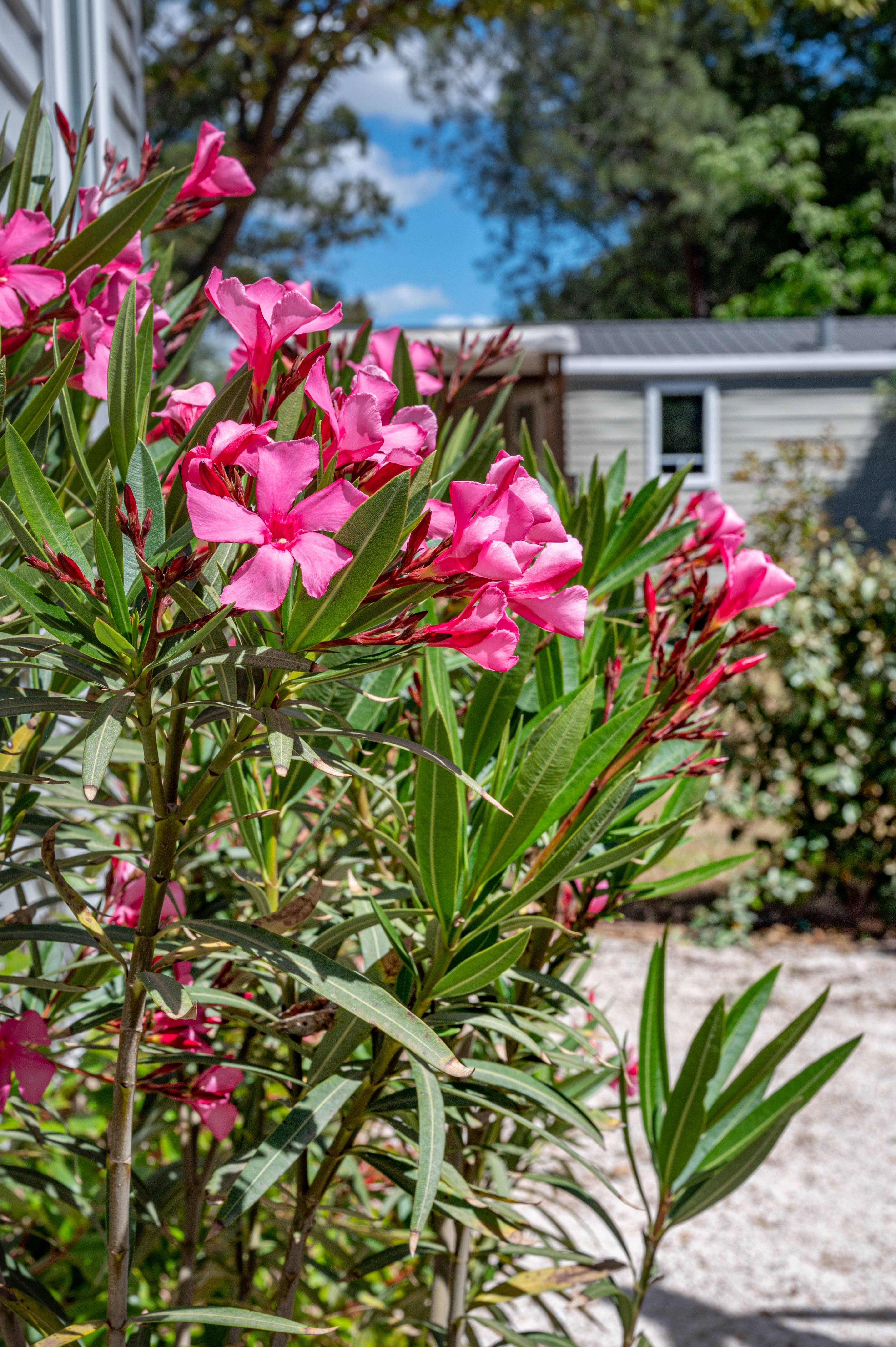 A scenery from Flower Camping Le Mas de Mourgues