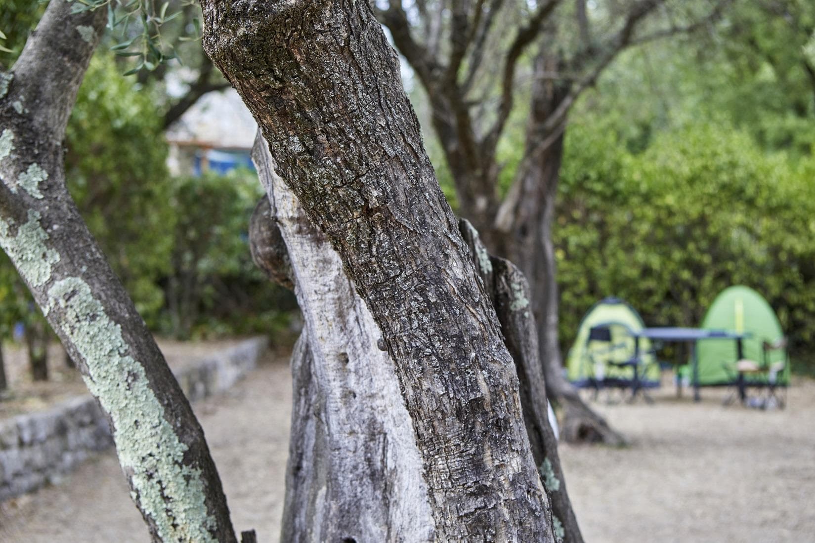 A scenery from Camping La Paoute