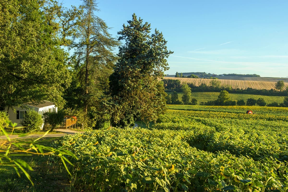 A scenery from Domaine Aramis
