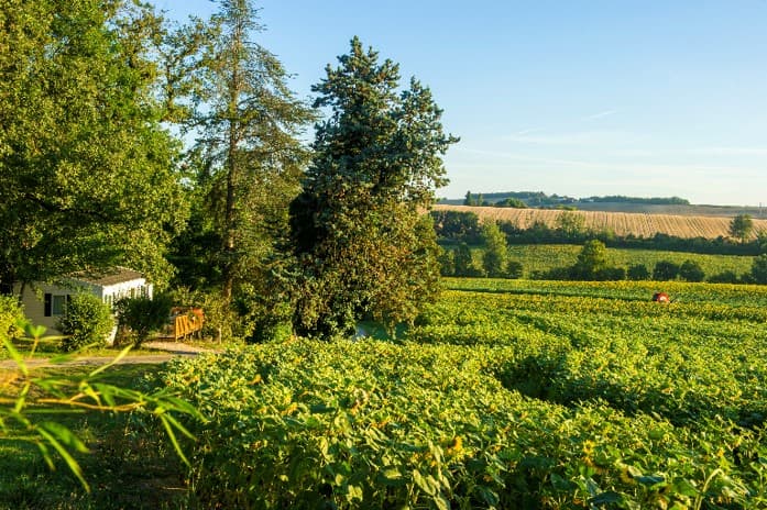 A scenery from Domaine Aramis