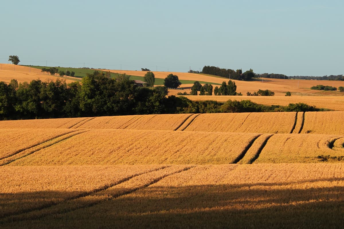 A scenery from Domaine Aramis