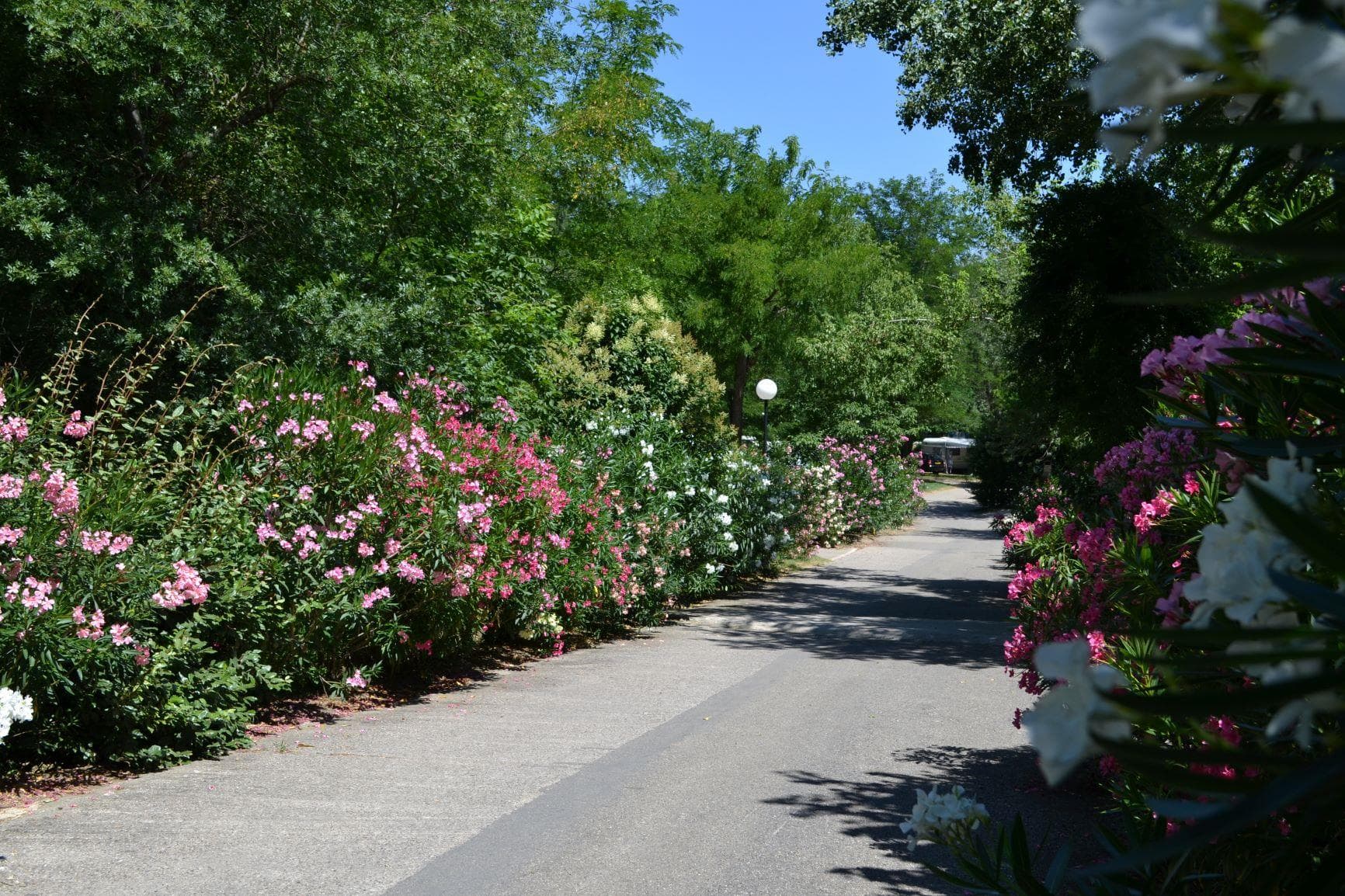 A scenery from Flower Camping Le Saint Michelet