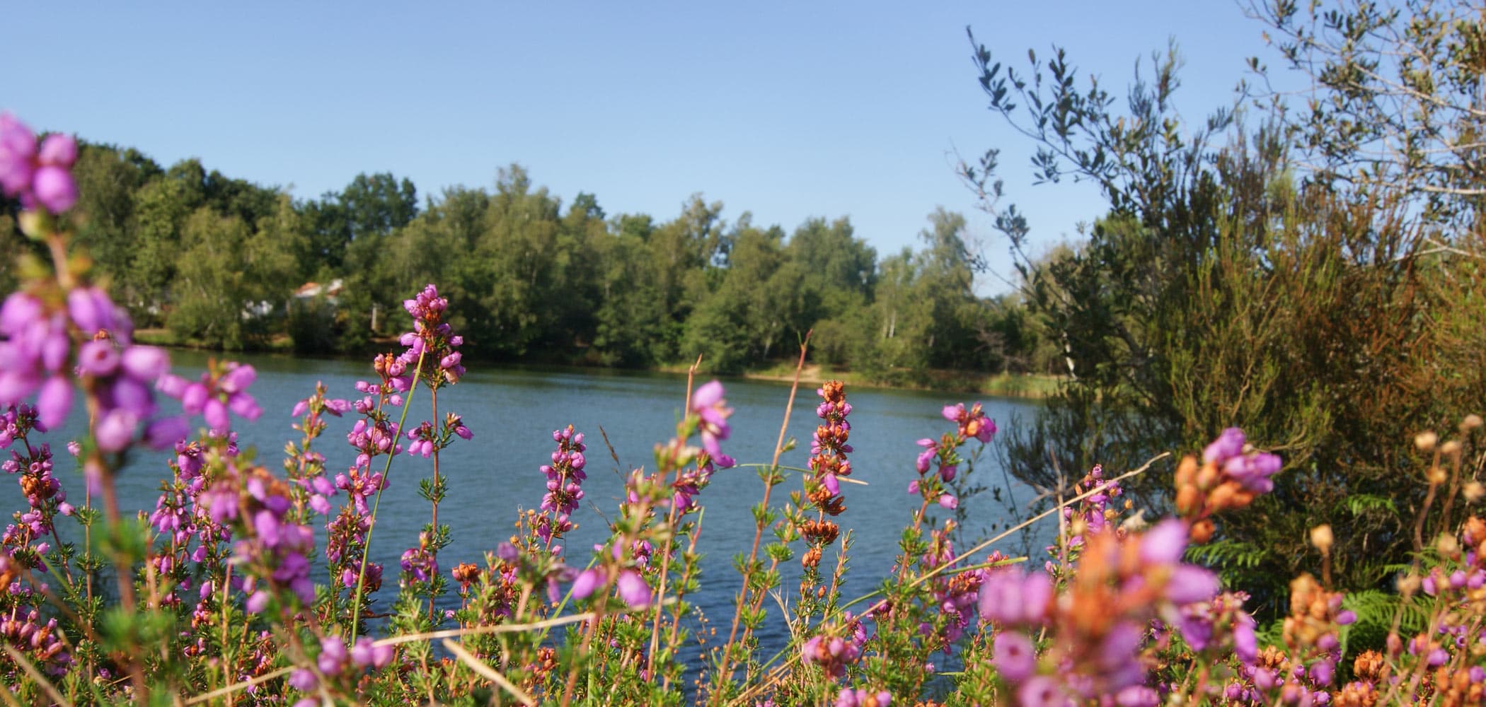A scenery from Camping Les Étangs Mina