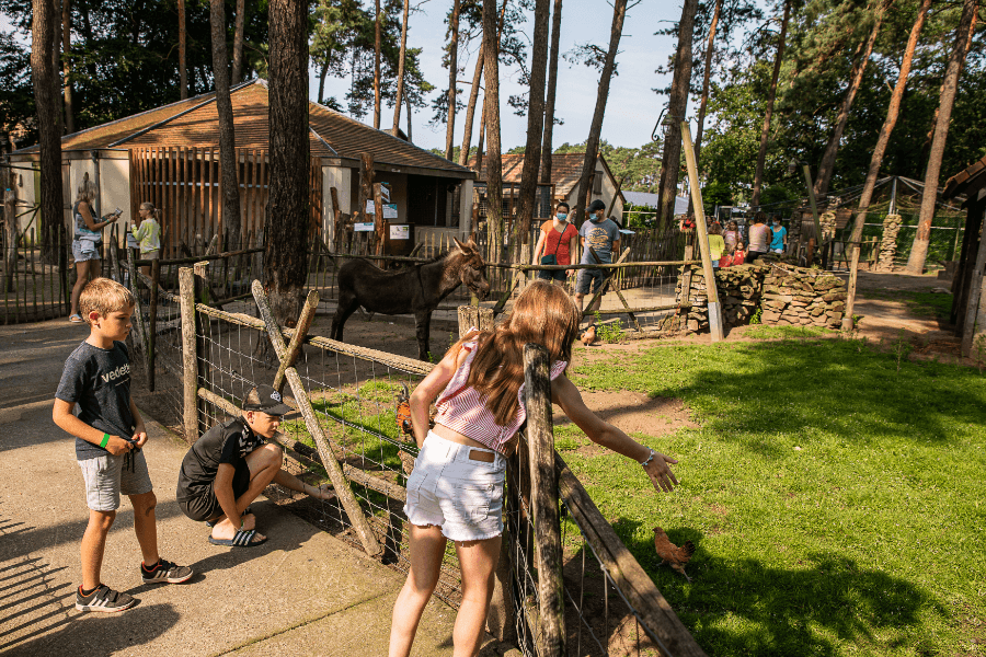 A scenery from Camping Goolderheide