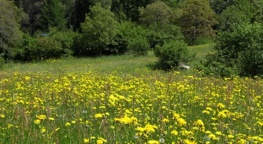 A scenery from Camping Faè