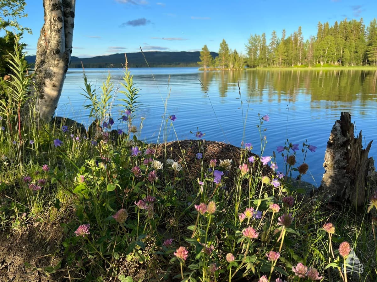A scenery from Nordic Husky Farm