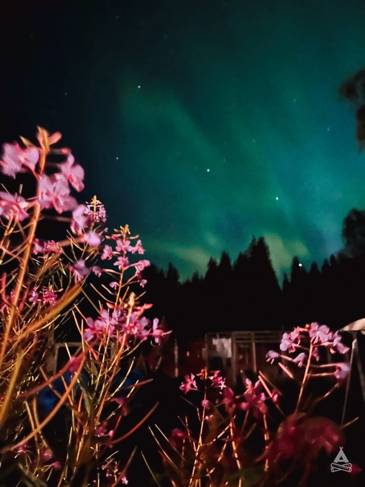 A scenery from Nordic Husky Farm