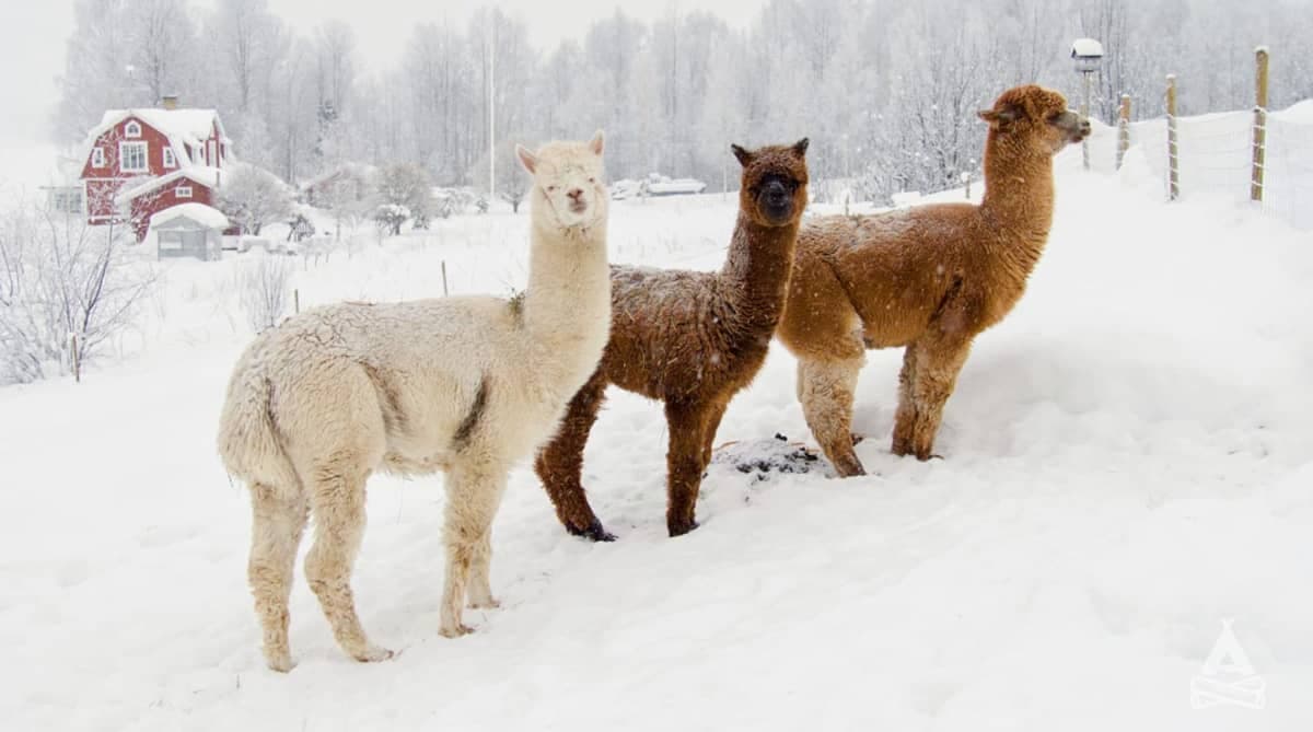 A scenery from Swedish Lapland Alpaca