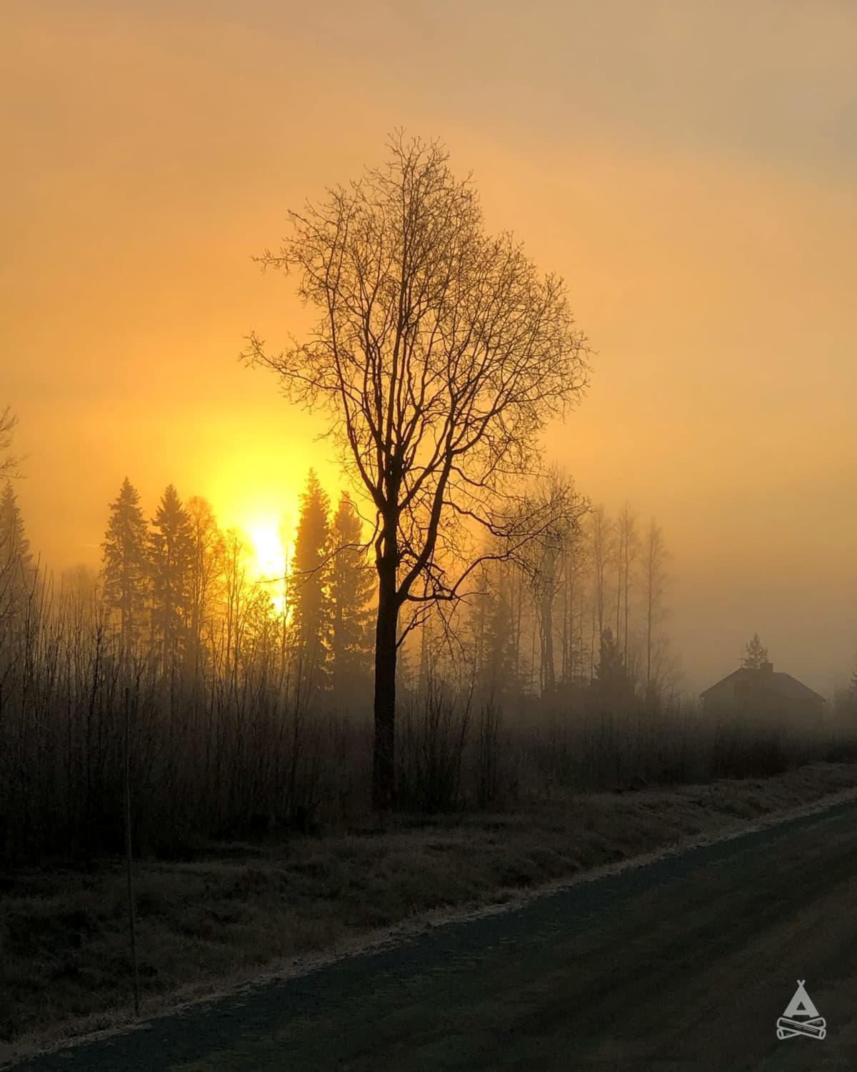 A scenery from Swedish Lapland Alpaca